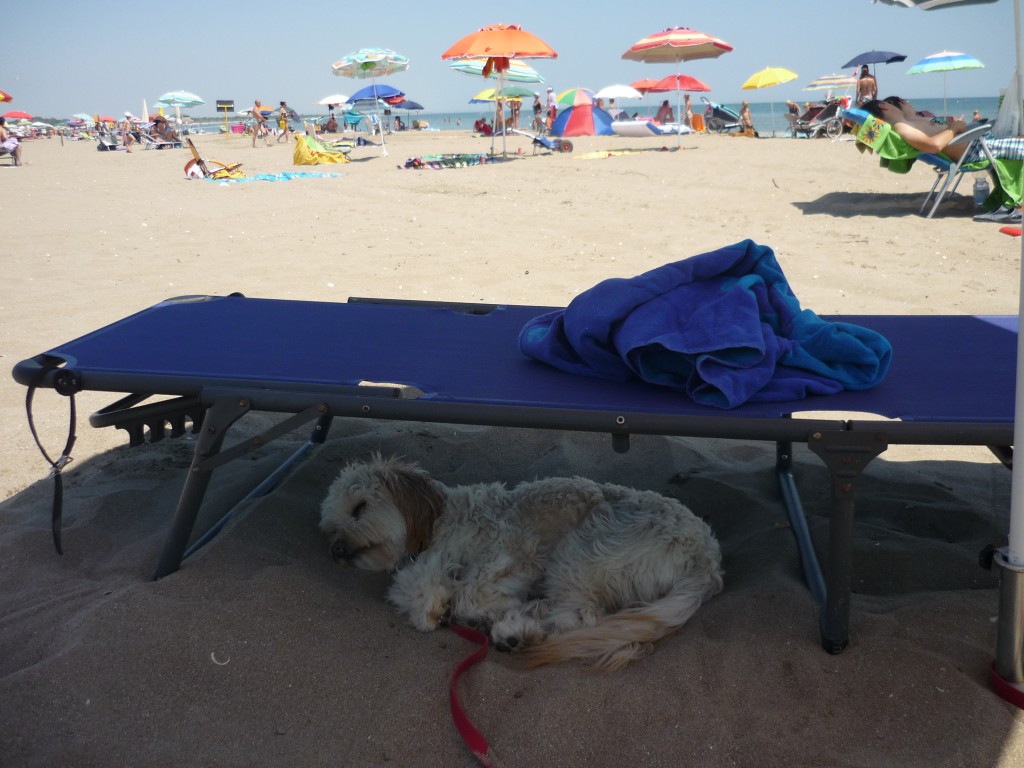 Die Schifamhündin Bonny ist auch im Urlaub dabei und  genießt die gute Meerluft, den Schatten und den warmen Sand.